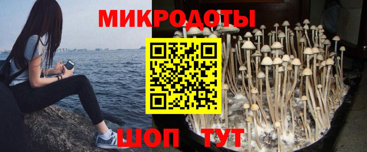 Псилоцибиновые грибы прущие грибы  как найти   Губаха  Вход с VPN 